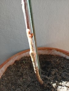 Wiśnia kolumnowa „Sylvia” – Prunus avium – kompaktowa forma kolumnowa do małych ogrodów i balkonów | Całkowita wysokość 40–60 cm Zdjęcie produktu od klienta nr 2