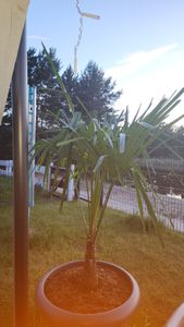 XXL winterharte Palme Hanfpalme 160-220 cm -18 °C Trachycarpus Fortunei Kunden-Foto 30