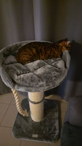 HAPPYPET Premium Kratzbaum Grosse Katzen Stabil 'Felix' - Katzenbaum, Kletterbaum, für Maine Coon, Natursisal, Dicke Stämme mit 18 cm, 120 cm Hoch Kunden-Foto 6