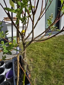 BALDUR Garten 1x Salix-Stämmchen Hakuro Nishiki, Pflanze im 3 Liter-Topf, Flachwurzler, winterhart, mehrjährig, Salix integra, Zierstämmchen, Harlekin-Weide, auffälliges Laub Kunden-Foto 2