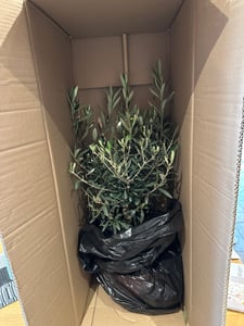 Olivenbaum Bonsai Formgehölz, Olive winterhart, Olea europaea 50 - 60 cm Kunden-Foto 21