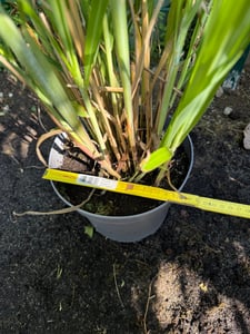 Stauden Gänge 1 x Miscanthus sinensis im 1 Liter Topf - Chinaschilf - Pflegeleicht und prachtvoll, das ganze Jahr - Winterhart - Mehrjährig Kunden-Foto 2