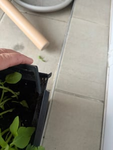 NABBI Blumentopf aus Kunststoff DUC600T 60 cm - Anthrazit Kunden-Foto 5