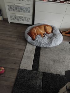SWANEW Hundebett Hundebetten Hundekissen LUXUS Katzenbett Plüsch Schlafplatz Haustierbett dunkelgrau 80cm Kunden-Foto 2