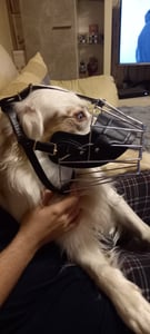 Metall Maulkorb Hunde Maulkörbe Ledermaulkorb für Groß Hunde Beißen und Sicherheitsgefühl für Meistens Hunde Hinterer, M Kunden-Foto 1