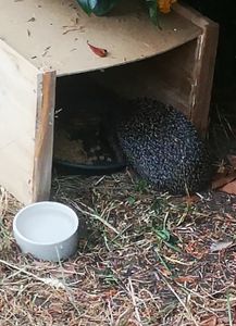 WILDLIFE HOME Igelfutter Getreidefrei 1kg - Artgerechtes Spezialfutter für Igel mit Insektenprotein für die optimale Energieversorgung, Vollwertiges Igel Futter Trockenfutter Kunden-Foto 1