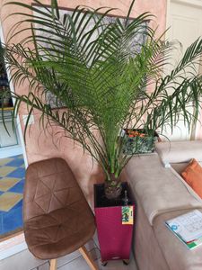 Zwerg-Dattelpalme 110 cm Phoenix Roebelenii Kunden-Foto 1