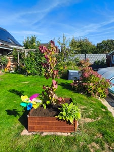 Cercis canadensis 'Eternal Flame' – 170–180 cm – Farbenprächtiger Judasbaum Hochstamm Kunden-Foto 2