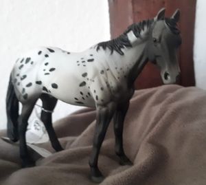 Appaloosa Blue grošák Fotografie od zákazníka č. 1