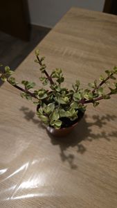 Echeveria pulidonis - kleine Pflanze im 5,5cm Topf Kunden-Foto 2