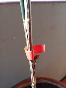 Wiśnia kolumnowa „Sylvia” – Prunus avium – kompaktowa forma kolumnowa do małych ogrodów i balkonów | Całkowita wysokość 40–60 cm Zdjęcie produktu od klienta nr 4