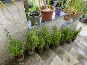 Bambus - 3 Stk - Fargesia scabrida 'Asian Wonder' - Höhe 25-40cm - ⌀13cm Kunden-Foto 1