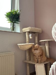 Yaheetech Kratzbaum Kleine Katzenbaum Katzenkratzbaum mit Katzenhöhle Kratzbrett Stabil Katzenhaus für Katzen, Dunkelgrau Kunden-Foto 5