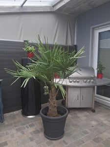 XXL Palme Stammhöhe 40-50 cm winterhart 160-180 cm Trachycarpus fortunei, Hanfpalme, Kunden-Foto 24