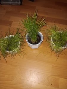 5 x Katzengras 25-30 cm Cyperus Alternifolius Zumula zur Verdauungsunterstützung von Katzen Kunden-Foto 3