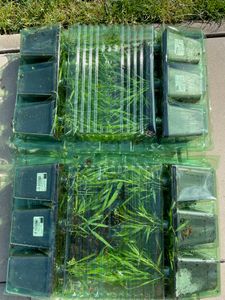 6 x Herbe des montagnes japonaises - Hakonechloa macra | Pot 9cm x 9cm Photo du client 1