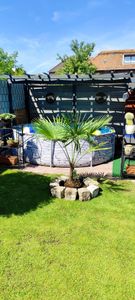 Palme XL 120-150 cm Trachycarpus fortunei, Hanfpalme, winterhart bis -18°C Kunden-Foto 4