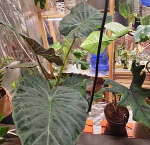 Alocasia Regal Shield, 60–80 cm. Également appelée "Oreille d'éléphant" ou "Feuille de flèche", plante d'intérieur tropicale, grande plante verte, idéale pour le salon Photo du client 1
