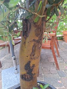 Olivenbaum Olive "20 Jahre" beste Qualität, Stammumfang 20 - 30 cm, winterhart, Olea Europaea Kunden-Foto 17