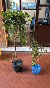 Rode Limetta Pursha: 70–100 cm | Citrus limetta: Zoete citroen | Mediterrane citrusplant voor terras, tuin en wintertuin Klantenfoto 2