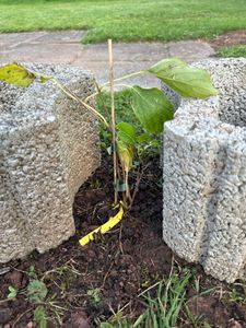 BALDUR Garten 1x Säulen-Kiwi 'Issai', Pflanze im 9x9 cm-Topf, selbstfruchtend, Stachelbeer-Kiwi, winterhart, platzsparende Säule für kleine Gärten, Balkone & Terrassen, Actinidia arguta Kunden-Foto 1