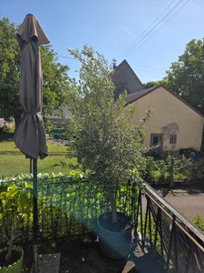Olivenbaum Olive "Angebot" 150 - 180 cm, beste Qualität, winterhart, Olea Europaea Kunden-Foto 24