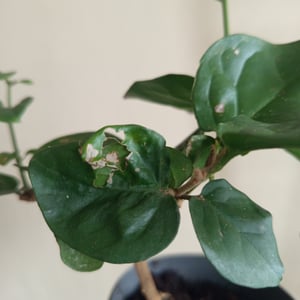 Gelsomino arabo - Jasminum sambac - vaso da 12 cm Foto del cliente 4