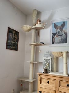 Feandrea Kratzbaum deckenhoch, 231-291 cm höhenverstellbarer xxl, hoher mehrstufiger Katzenkratzbaum, 11 cm dicke Stämme hellgrau Kunden-Foto 4