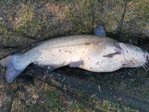 600 m NIHONTO CARP FLUO giallo filo da pesca molto liscio per carpe Ø0,28 mm / 8,80 kg Foto del cliente 2