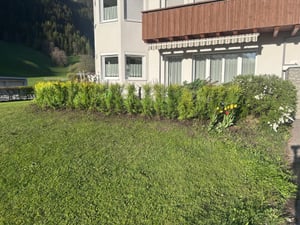 Thuja occidentalis 'Brabant', Lebensbaum, immergrün, 80-100 cm Kunden-Foto 1