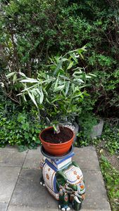 Olivenbaum Bonsai Formgehölz, Olive winterhart, Olea europaea 50 - 60 cm Kunden-Foto 69