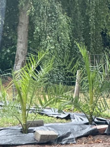 Datlovník kanárský 80-100 cm - Phoenix canariensis - Fénixova palma Fotografie od zákazníka č. 1