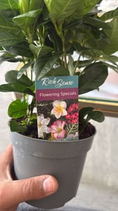 Gardenia - Vonavá kvetoucí rostlina s krémove bílými kvety, kvetinác 12 cm Fotografie od zákazníka č. 1