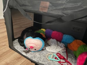 Skládací přepravka pro psy TRESKO® antracitová (M 61x42x42cm) včetně podložky na lízání, lopatky a odrazek | přepravní box pro psy a kočky | přepravní box pro malé a velké psy | robustní taška pro psy Fotografie od zákazníka č. 7