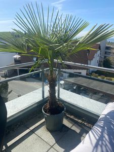 XXL Palme Stammhöhe 40-50 cm winterhart 160-180 cm Trachycarpus fortunei, Hanfpalme, Kunden-Foto 57