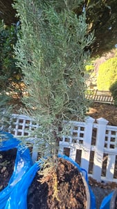 Middellandse ceder (Cupressus sempervirens), ook wel zuilcipres genoemd. Echte ceder (120-140 cm) Klantenfoto 3