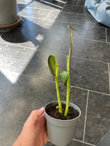 Bananowiec - 3 szt - Musa basjoo - Wysokość 25-40cm - ⌀9cm Zdjęcie produktu od klienta nr 6