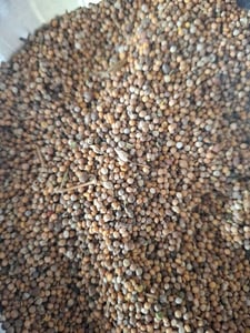 Gelbsenf Gründünger 30KG ganze Körner ganz Bienenfreundlicher gelb weißer Senf für Zwischenfrüchte Bodenverbesserungsmittel bienenfreundlich Kunden-Foto 1