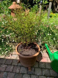 Calliandra surinamensis 'Dixie Pink', surinamischer Puderpinsel, 3-Liter-Topf Kunden-Foto 2