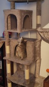 Feandrea Kratzbaum groß, XL, mehrstöckiger Katzenbaum mit Höhlen und Liegemulden Kunden-Foto 4