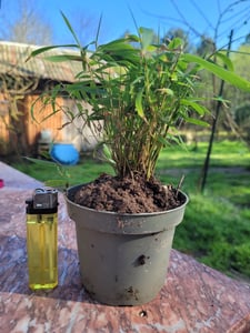 Fargesia rufa C5 - 5 Liter - Schirmbambus - Heckenbambus Kunden-Foto 10