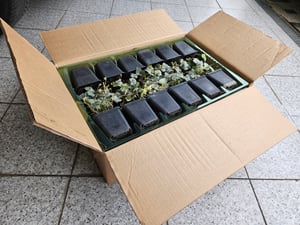 Planten van Frank | 6 Efeplanten | Hedera Helix 'Glacier' | Klimplanten | Winterhard | Meerjarig | Tuinplanten Klantenfoto 1