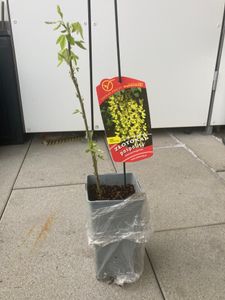 Maggiociondolo comune 2L Foto del cliente 1