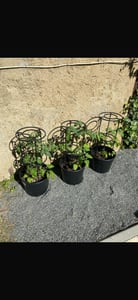 Tomatenpflanze aus Kunststoff Pflanzkübel 18 L, Tomatenzüchter, Tomatentopf, Übertopf, Gemüsen, Tomaten Waschende Kunden-Foto 1