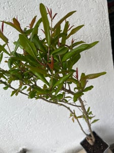 Punica granatum 'Maia', granaatappel, 2 liter pot Klantenfoto 1