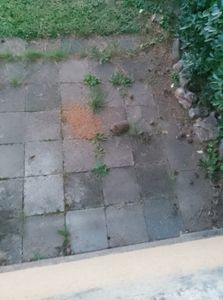 IGEL