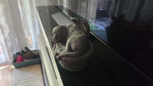 Katzen Urne bronziert als Katzen-Engelfigur und Gravurplatte, Tierurne Kunden-Foto 2