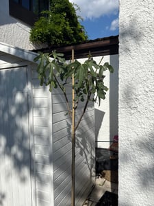 kompakter Feigenbaum 150 - 180 cm Obstbaum, winterhart, Ficus Carica, Feige Kunden-Foto 2