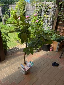 Prunus avium 'Kordia' Kirschbaum - Gisela 5® - 5 Liter Topf - 90cm Kunden-Foto 1