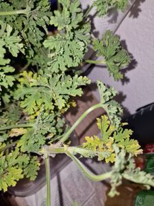 Bloomique - 3er Set - Pelargonium Graveolens - Zitronengeranie - Geranien Pflanzen - Anti Mücken - Herrlich Duftend - Höhe 15-25 cm - Topf 12 cm Kunden-Foto 3